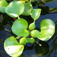 Water Hyacinth Artistic Landscaping Inc.